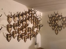 Rehgeweihe gebraucht kaufen  Neitersen