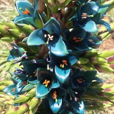 Puya alpestris seeds for sale  GODALMING