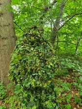 Stalker fully crafted for sale  ASHFORD
