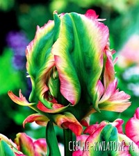 Tulip exotic parrot for sale  CHELTENHAM