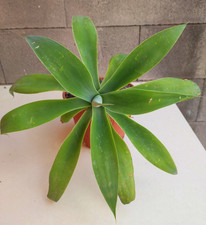Pianta agave attenuata usato  Santa Teresa di Riva