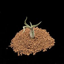 Tillandsia caput medusae usato  Brindisi