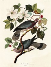 Band tailed pigeon for sale  USA