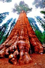redwood plant coast for sale redwood plant coast for sale Lincolnton