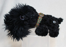 Black scottish terrier for sale  LEICESTER