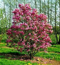 Susan magnolia tree for sale  Pelzer