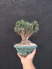 Bonsai taxus tasso usato  Montevarchi