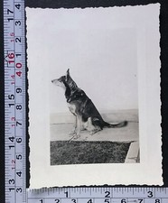 German shepherd dog for sale  Weatherly