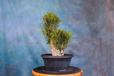 Nia pre bonsai for sale  North Fort Myers