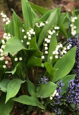 Live live fragrant for sale  Holland