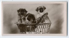 Pekingese puppies 1930 for sale  COLEFORD