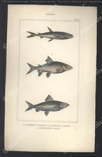 Lacepede gravure planche d'occasion  Douarnenez