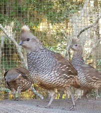 button quail for sale button quail for sale Hallettsville