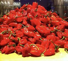 Dorset naga chilli. for sale  WEYMOUTH