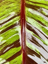 Musa sikkimensis ever gebraucht kaufen  Duisburg