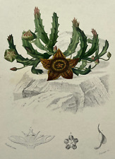 Stapelie panache stapelia d'occasion  Pluvigner