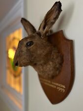 Taxidermy brown hare for sale  ILFRACOMBE