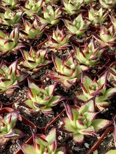Echeveria agavoides ebony for sale  San Jose