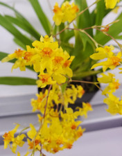 Oncidium twinkle yellow for sale  SANDBACH