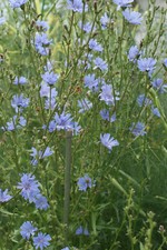 Wegwarte blaublühende wildsta gebraucht kaufen  Warthausen