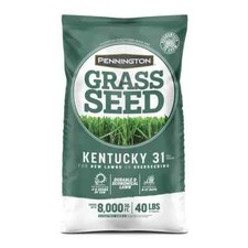 Tall kentucky fescue for sale  Los Angeles
