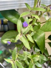 Cyanotis ceylanica stecklinge gebraucht kaufen  Passau