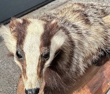 Dachs präparat tierpräparat gebraucht kaufen  Altenkunstadt
