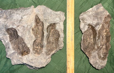 Large dinosaur footprint for sale  Brooklyn