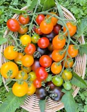 Cocktailtomaten bunte mischung gebraucht kaufen  Sollstedt