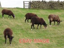 Photo zwartbles sheep for sale  TADLEY