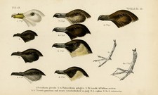 Stampa antica uccellini usato  Spedire a Italy