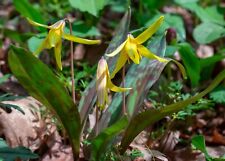 Yellow trout lily for sale  Kite