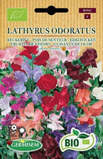 Biologico lathyrus odoratus usato  Roccagloriosa
