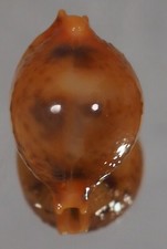 Cypraea bistrinotata samariens usato  Italia