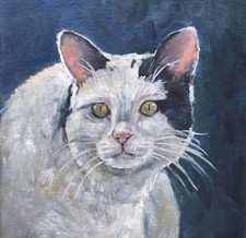 barn cat for sale barn cat for sale Centerburg