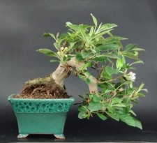 Bonsai melo giapponese usato  Cison di Valmarino
