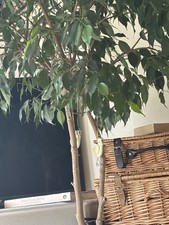 Ficus benjamina plant for sale  BARNET