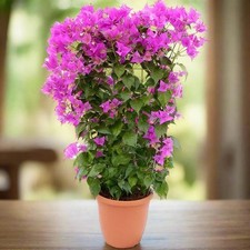 Bougainvillea alexandra trelli for sale  SOUTHAMPTON