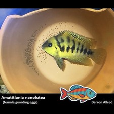 Amatitlania nanolutea rare for sale  Farmington