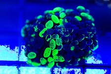 Pack hammer coral for sale  Placentia