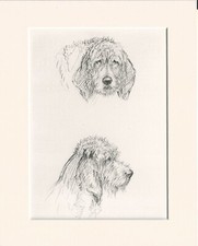 Otterhound dogs old for sale Otterhound dogs old for sale  COLEFORD