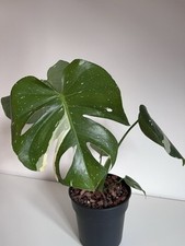 Monstera thai constellation gebraucht kaufen  Köln