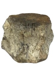 Antique fossilized whale for sale  Bradenton