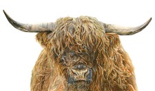 Highland animals paintings for sale  CHESTERFIELD