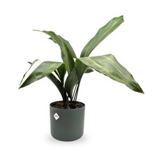 Aspidistra elatior variegata for sale  CREDITON