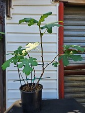 Trained chicago hardy for sale  Brooklyn
