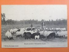 Landes stilter shepherd d'occasion  Expédié en Belgium
