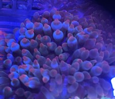 Assorted rose tip for sale  Feeding Hills