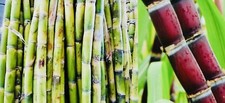 Fresh cut sugar for sale  Atlanta