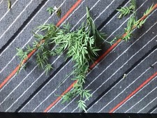 Kunststoffpflanzen plastikpfla gebraucht kaufen Kunststoffpflanzen plastikpfla gebraucht kaufen  Ehingen (Donau)